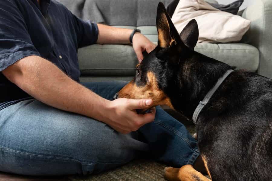 Panacur Dewormer: Keeping Your Dog Parasite-Free